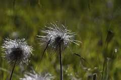 Pulsatilla