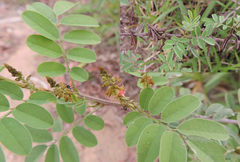 Indigofera suffruticosa