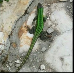 Stenocercus trachycephalus