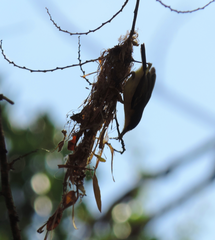 Todirostrum cinereum