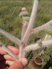 Stenachaenium riedelii