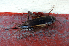 Gryllus
