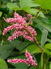 Persicaria glabra