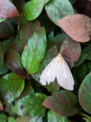 Asota