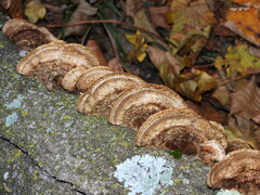 Trametes trogii