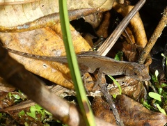 Anolis