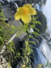Allamanda cathartica