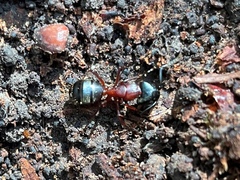 Camponotus sansabeanus
