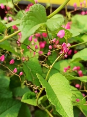 Antigonon leptopus