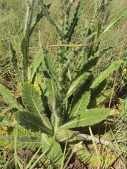 Stenachaenium riedelii