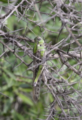 Locusta migratoria