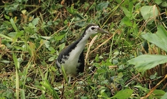 Amaurornis phoenicurus