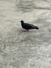 Columba livia domestica
