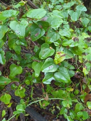 Smilax bona-nox