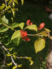 Bougainvillea glabra