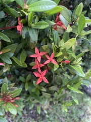 Ixora coccinea
