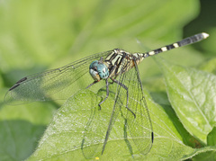 Orthetrum