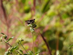Thespieus macareus