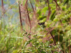 Thespieus macareus