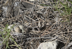 Oedaleus decorus