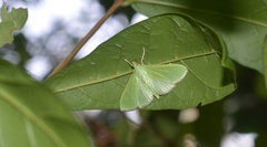 Glyphodes vertumnalis