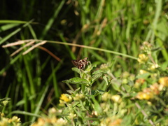 Thespieus macareus