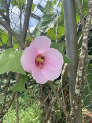 Hibiscus mutabilis