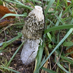 Phallus impudicus togatus