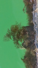 Bugulidae
