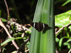 Autochton bipunctatus