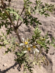 Solanum grayi