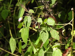 Autochton bipunctatus