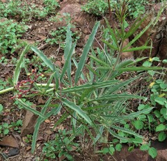 Cyphostemma schlechteri