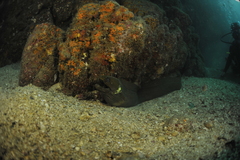 Gymnothorax castaneus