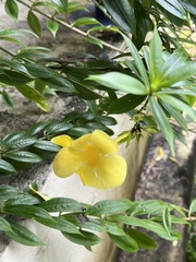 Allamanda cathartica