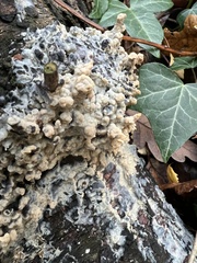 Didymium mucilago