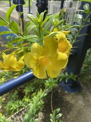 Allamanda cathartica