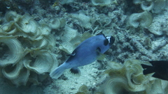 Arothron nigropunctatus