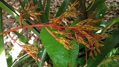 Aechmea blanchetiana