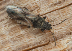 Metopoplax ditomoides