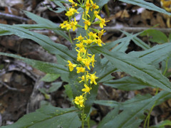 Solidago