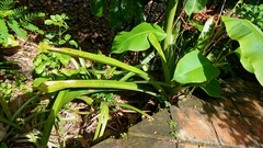 Aechmea blanchetiana