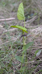 Aristolochia rotunda