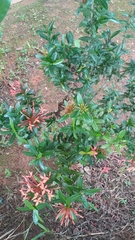 Ixora coccinea