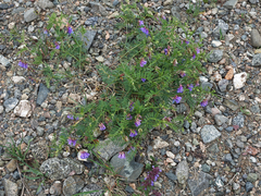 Vicia multicaulis