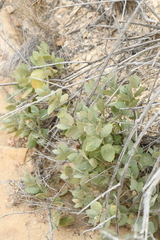 Mandevilla macrosiphon