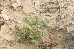 Mandevilla macrosiphon