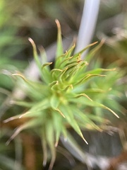 Polytrichum commune