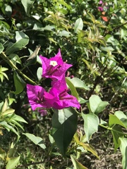 Bougainvillea