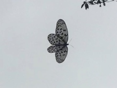 Idea hypermnestra linteata